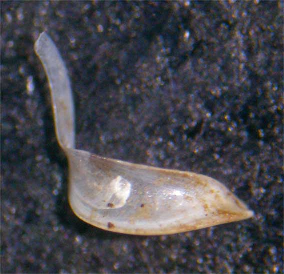 Bulgarica (Denticularia) denticulata (Olivier,1801)